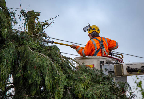 Best Tree Mulching  in Fairview, CA