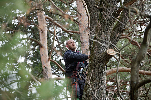 Professional Tree Services in Fairview, CA